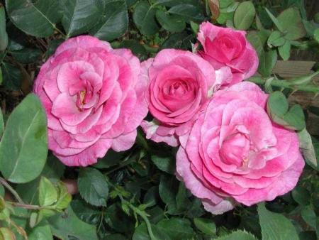 roses sauvages